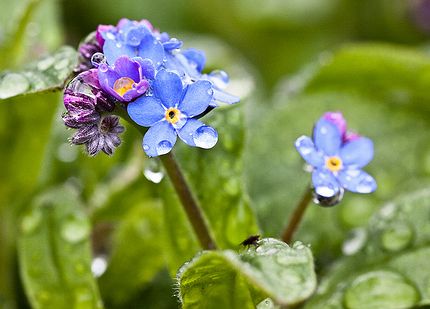 Melyek a túllocsolás jelei növényeinknél? Tippek öntözéshez