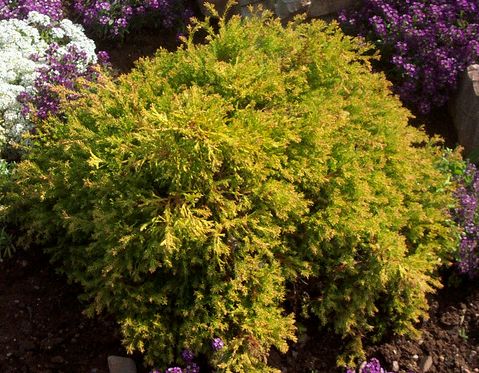 Krizantém: ha ezekre figyelsz, tele lesz virággal