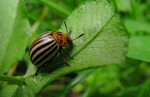 Krizantém: ha ezekre figyelsz, tele lesz virággal