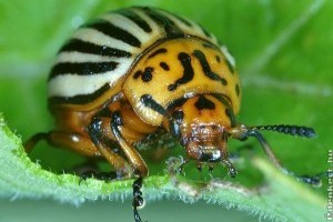 Növényvédelem: levéltetvek, burgonyabogár és virágtripsz