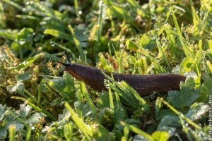 Hogyan védekezzünk a meztelencsigák ellen?