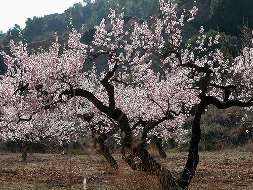 Krizantém: ha ezekre figyelsz, tele lesz virággal