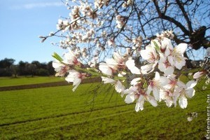 Egész évben permetezzük a mandulát!