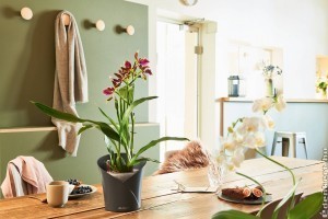 Hogyan kell öntözni az orchideát?