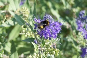 Melyek a legszebb, késő nyáron is virágzó cserjék? Itt a lista!