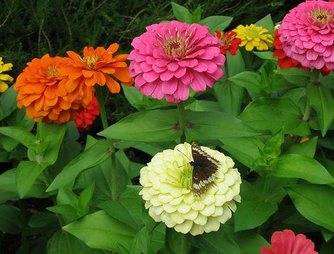 Krizantém: ha ezekre figyelsz, tele lesz virággal