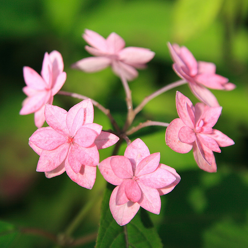 Krizantém: ha ezekre figyelsz, tele lesz virággal