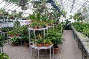 3 növény, ami nagyon jól érzi magát az üvegházban