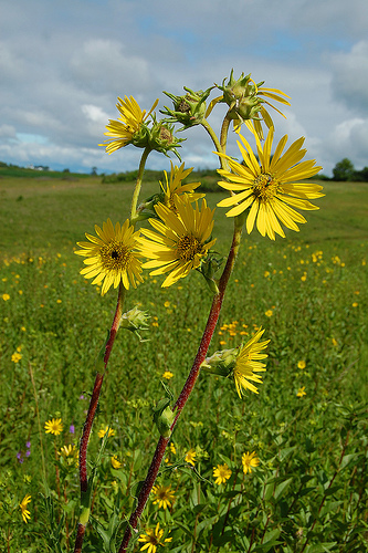 Ismerjük meg a Kompasznövényt (Silphium laciniatum)!