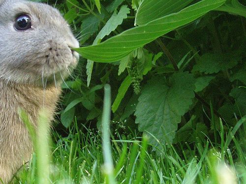 Hogyan tartsuk távol a nyulakat a kertünktől?