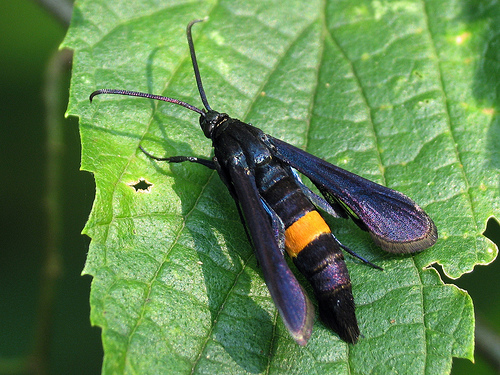 Barackfa moly (Synanthedon exitiosa)
