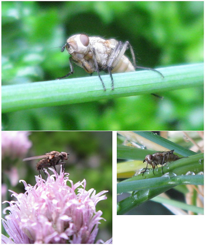 Krizantém: ha ezekre figyelsz, tele lesz virággal