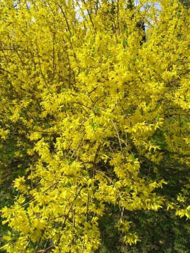 Krizantém: ha ezekre figyelsz, tele lesz virággal