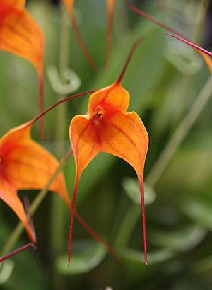 Krizantém: ha ezekre figyelsz, tele lesz virággal