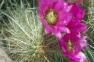 Hogyan gondozzuk az Echinocereus kaktuszt?