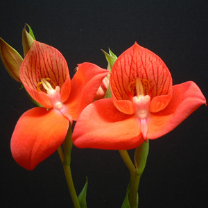 Krizantém: ha ezekre figyelsz, tele lesz virággal