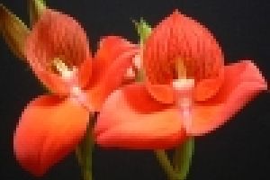 Ismerkedjünk a DISA-orchideával!