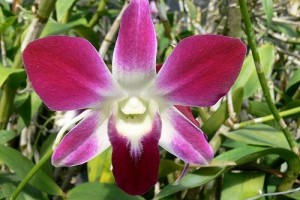 Kertészek kedvence: a Dendrobium orhidea