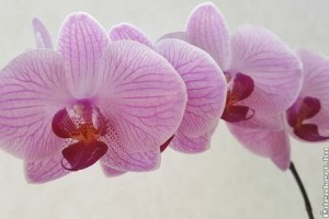 Hogyan tartsuk a lepkeorchideát (Phalaenopsis), hogy tele legyen virággal?