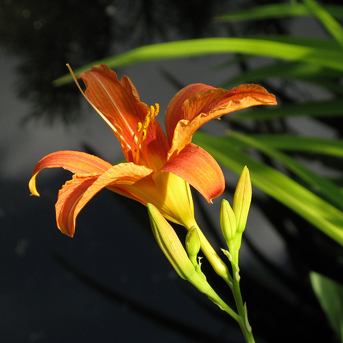 Krizantém: ha ezekre figyelsz, tele lesz virággal