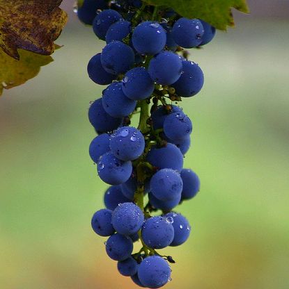 Erősen veszélyeztetnek a szőlő betegségei!