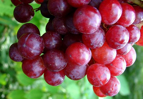 Díjazott csemegeszőlő-fajták!