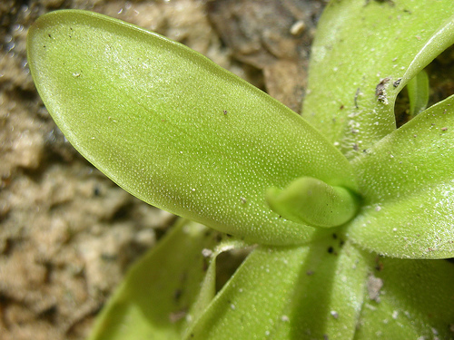Hangyák ellen tartsunk Hízókát (Pinguicula)!