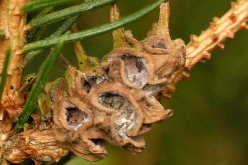 Hogyan károsít a gubacstetű a lucfenyőn?