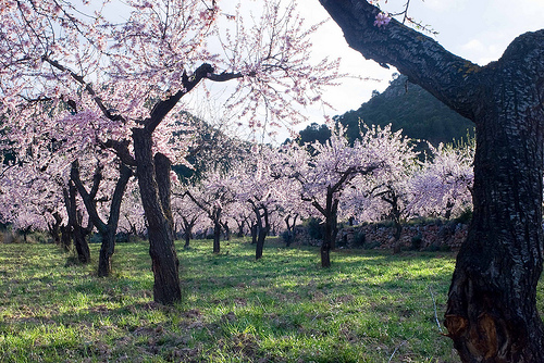 Krizantém: ha ezekre figyelsz, tele lesz virággal