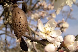 A mandulát károsító atkák