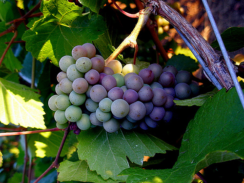 Elúszott a borturizmus?