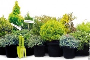 Milyen örökzöldeket használjunk egy kerti oázis kialakításához?