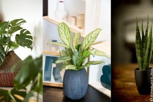 Milyen szobanövényt tartsunk, ha félárnyékos a szobánk?