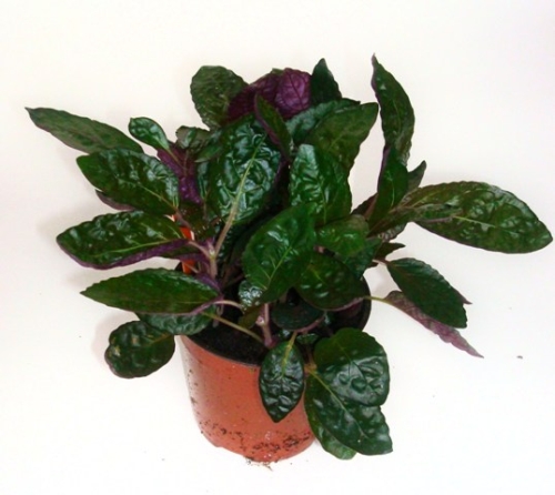 Krizantém: ha ezekre figyelsz, tele lesz virággal