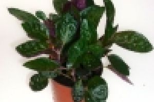 Hogyan gondozzunk Hemigraphis Exotica-t?