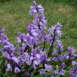 Krizantém: ha ezekre figyelsz, tele lesz virággal