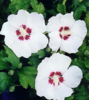 Krizantém: ha ezekre figyelsz, tele lesz virággal