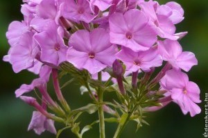 Bugás lángvirág (Phlox paniculata) ültetése: cserépben is meseszép!
