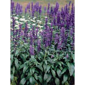 Krizantém: ha ezekre figyelsz, tele lesz virággal