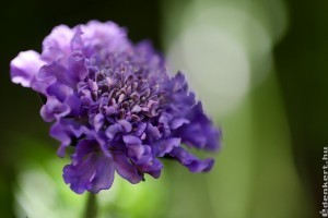 Ördögszem: bírja a pokoli hőséget is