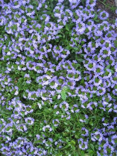 Krizantém: ha ezekre figyelsz, tele lesz virággal