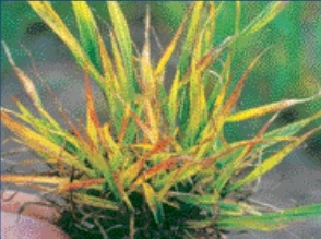 Krizantém: ha ezekre figyelsz, tele lesz virággal