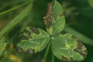 Hogyan akadályozzuk meg a levélragyát?