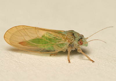 Krizantém: ha ezekre figyelsz, tele lesz virággal