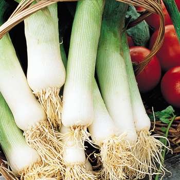 Krizantém: ha ezekre figyelsz, tele lesz virággal