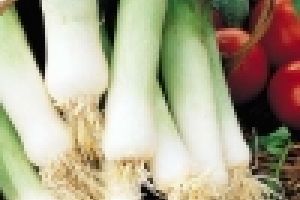 Termesszünk magunknak finom zöldhagymát!