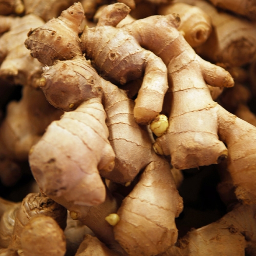 Krizantém: ha ezekre figyelsz, tele lesz virággal