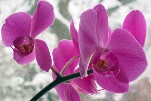 Téli növényápolás kulcsa a fény és a pára pótlása