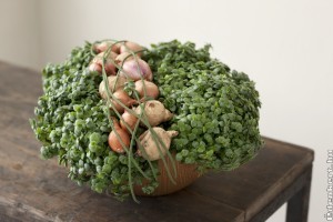 Hogyan gondozzuk a Kalisziát (Callisia)?