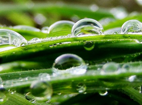 Krizantém: ha ezekre figyelsz, tele lesz virággal